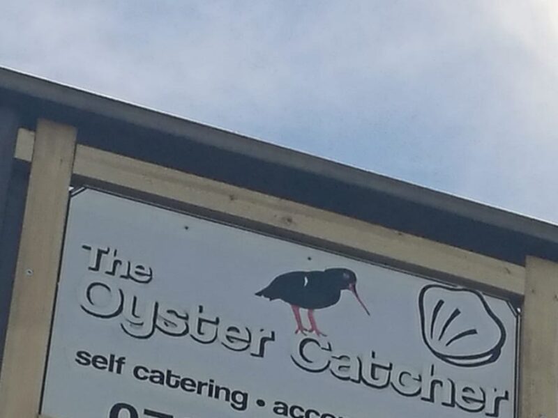 Oystercatcher