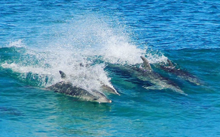 dolphins-morgan-bay-900x559-1.jpeg