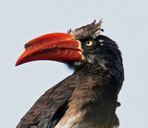 morgan bay 19 crowned hornbil closeup