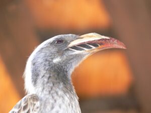 morgan bay 20 neushoringhare