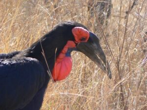 morgan bay 21 ground hornbill bluethroat