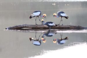 morgan bay crown crane 1