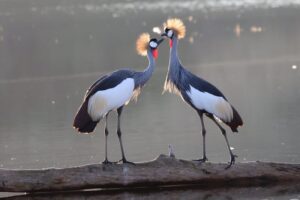 morgan bay crown crane 2