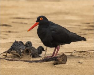 morgan bay dsc2603 small dxo