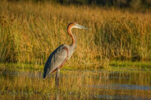 morgan bay dsc7703 small