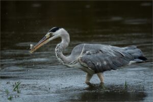 morgan bay dsc8636 small 4b