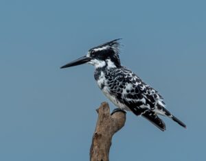 morgan bay dsc8701 pied kingfisher
